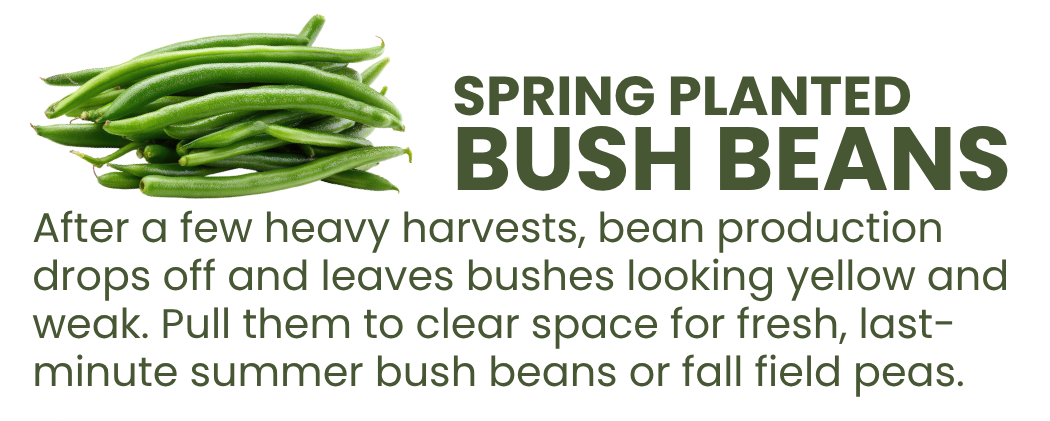 Graphic explaining that spring-planted bush beans decline after heavy harvests and should be removed to make room for summer beans or fall peas.