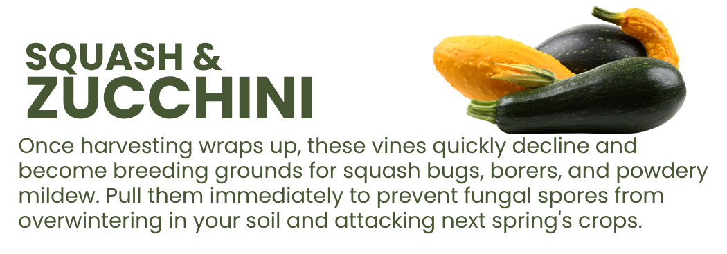 Graphic explaining that squash and zucchini plants should be removed after harvest to prevent squash bugs, borers, and powdery mildew from overwintering.