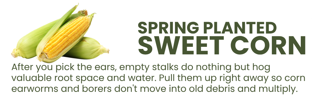Graphic explaining that sweet corn stalks should be removed after harvest to free up space and reduce corn earworm and borer pressure.