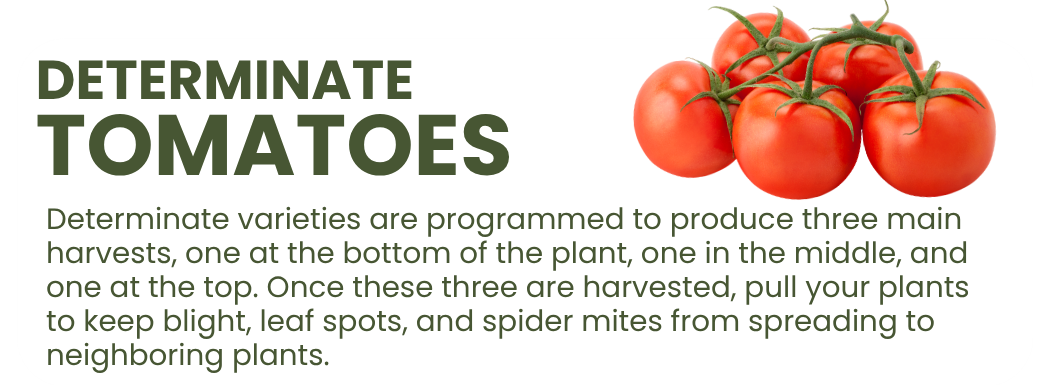 Graphic explaining that determinate tomatoes finish producing all at once and should be removed after harvest to reduce disease and pest spread.