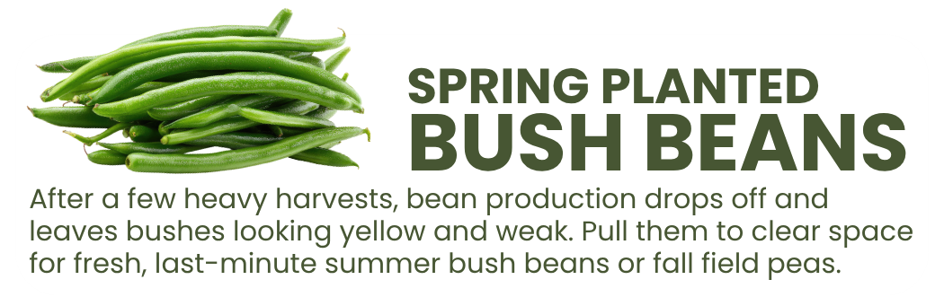 Graphic explaining that spring-planted bush beans decline after heavy harvests and should be removed to make room for summer beans or fall peas.