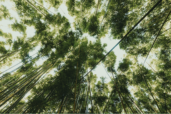 Forest Photography