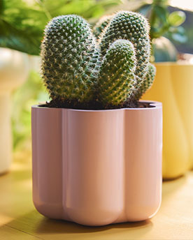 The pink DOFTRIPS plan pot with a softly rounded shape holds a cactus