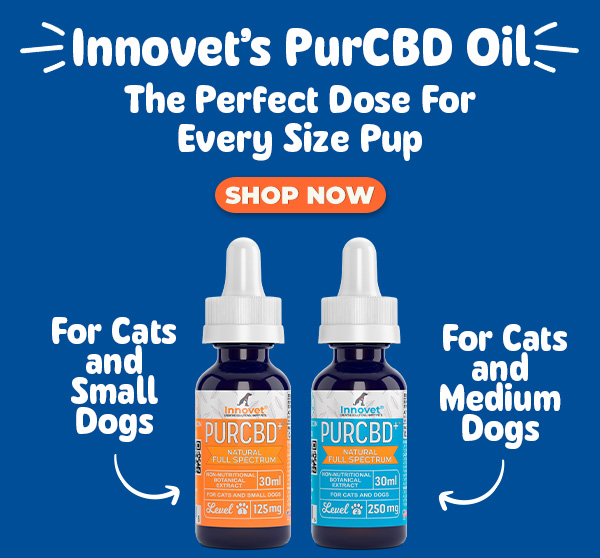 Shop Innovet PurCBD Oil