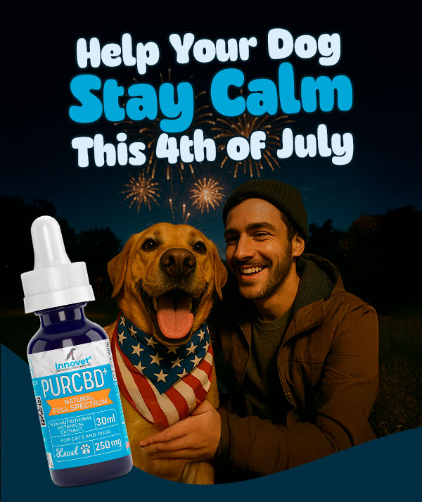 Read How To Calm Your Dog During Fireworks Blog