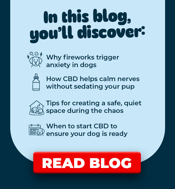 Read How To Calm Your Dog During Fireworks Blog