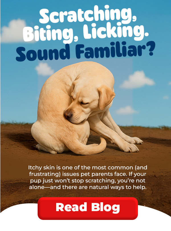 Read "Itchy Skin Remedy For Dogs" blog
