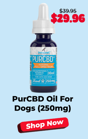 Shop PurCBD Oil For Dogs 250mg