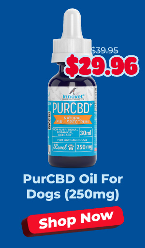 Shop Innovet PurCBD Oil For Dogs