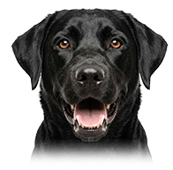 Black Labrador Dog