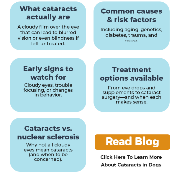 Read A Full Overview of Cataracts in Dogs Blog