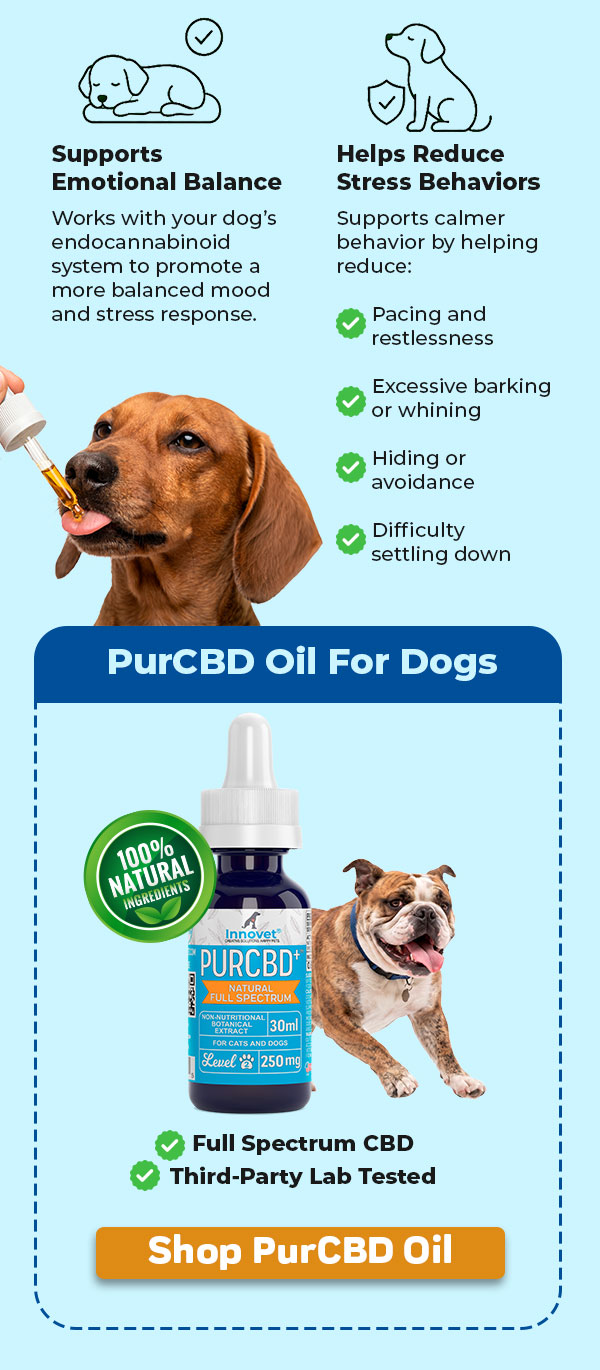 Shop Innovet Calming PurCBD Oil For Dogs