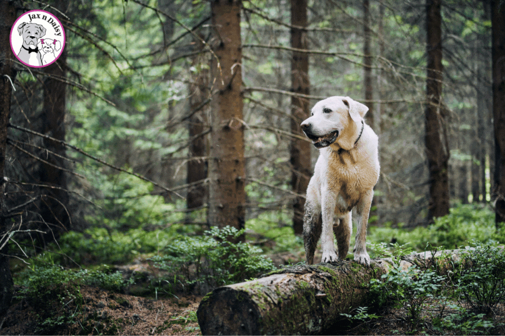 Hiking with Your Dog - Trail Tips & Safety Measures