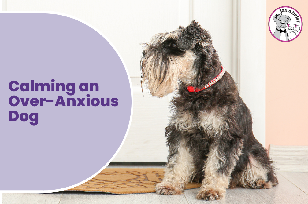 Calming an Over-Anxious Dog