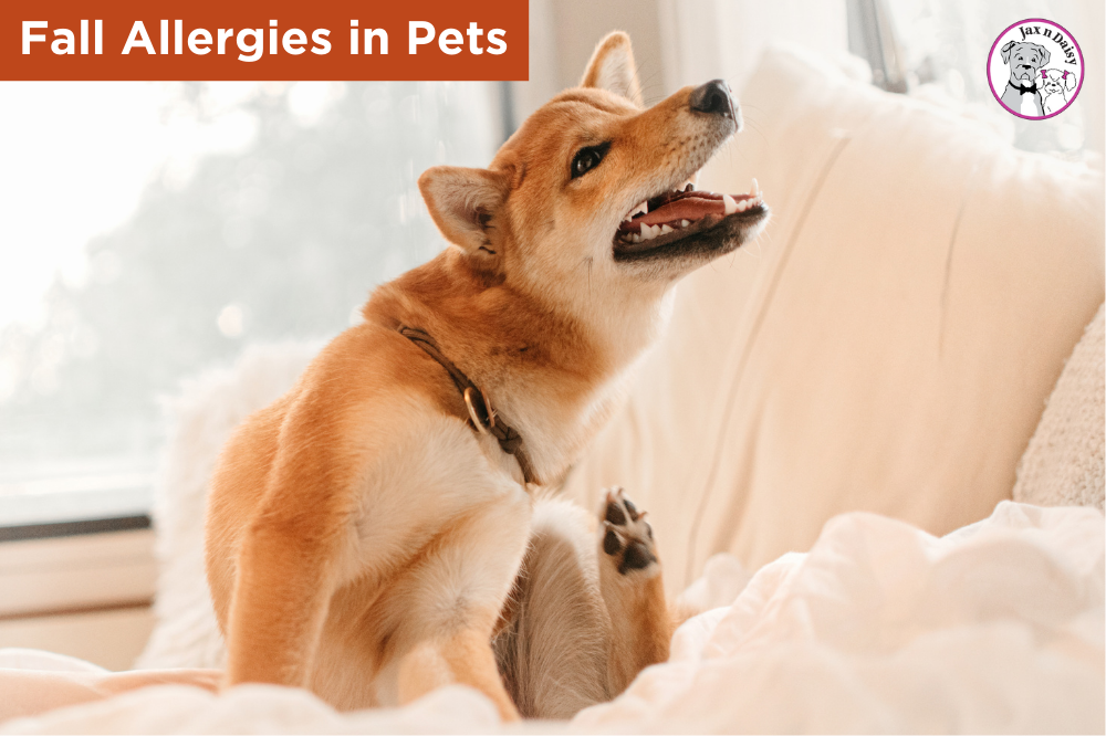 Fall Allergies in Pets