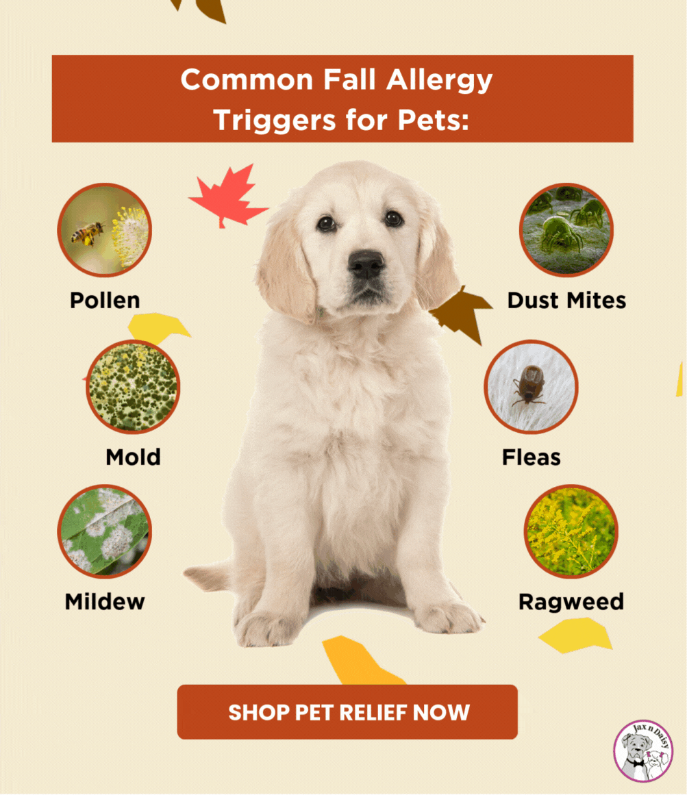Common Fall Allergy Triggers for Pets: