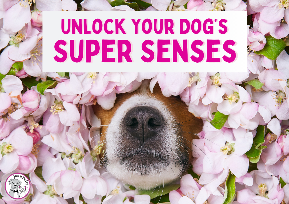 Unlock Your Dog’s Super Senses