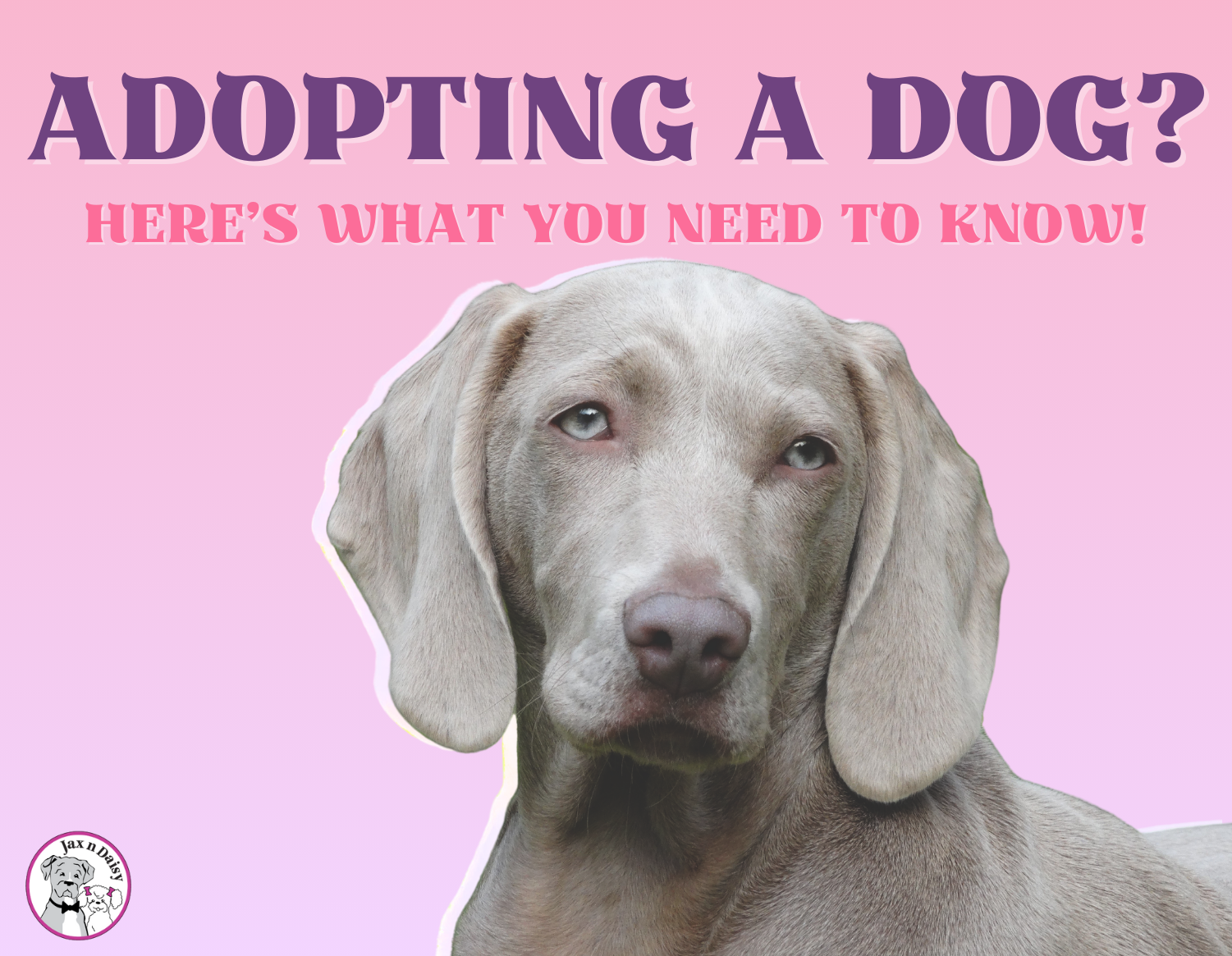 Adopting a Dog?