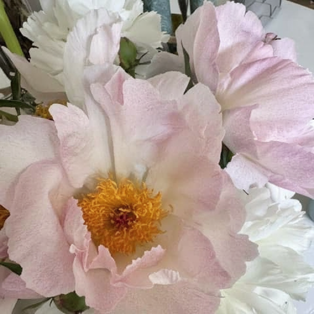 Close-up of delicate pink and white peonies with a bright yellow center.