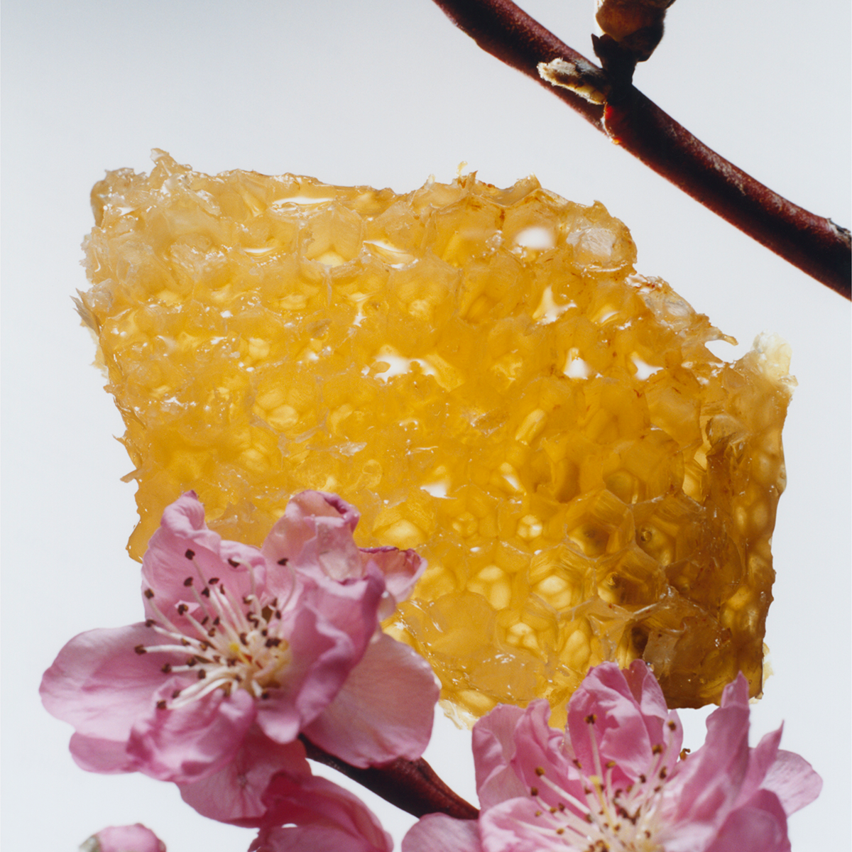 Nectarine Blossom & Honey Scent Collection | Jo Malone London