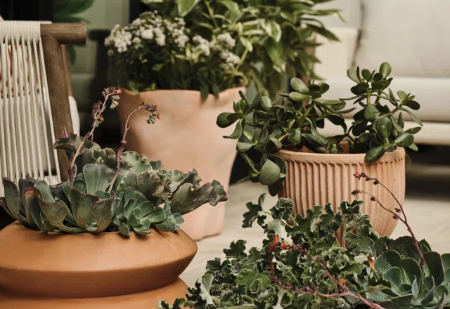 Trending Planters