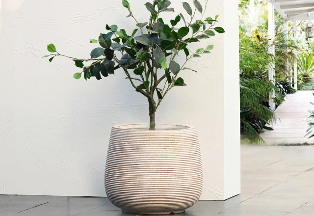 Want-List Planters
