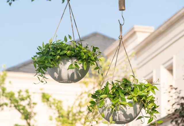 Hanging Planters