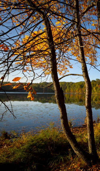 minnesota lake with fall colors