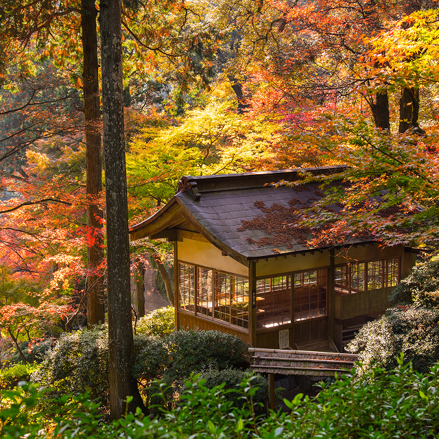 Fall colors with a wooden japanese style house