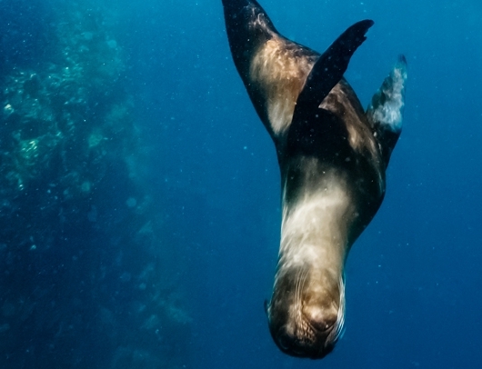 Seal in the water