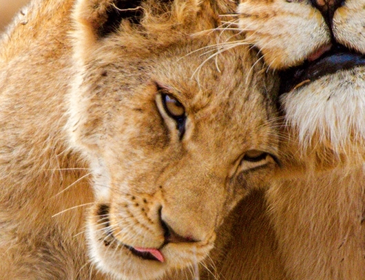 Lions