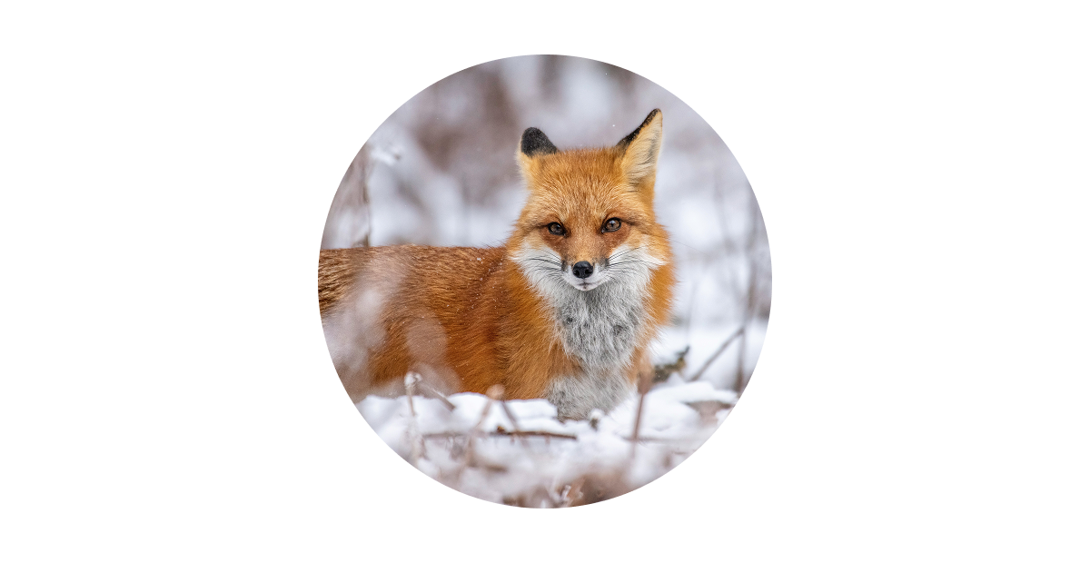 Reliable Autofocus