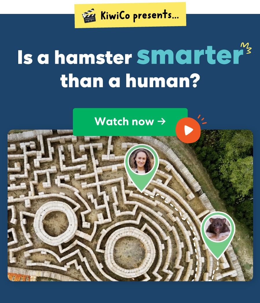 Is a Hamster Smarter Than a Human? | KiwiCo | Watch now ->
