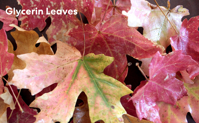Glycerin Leaves