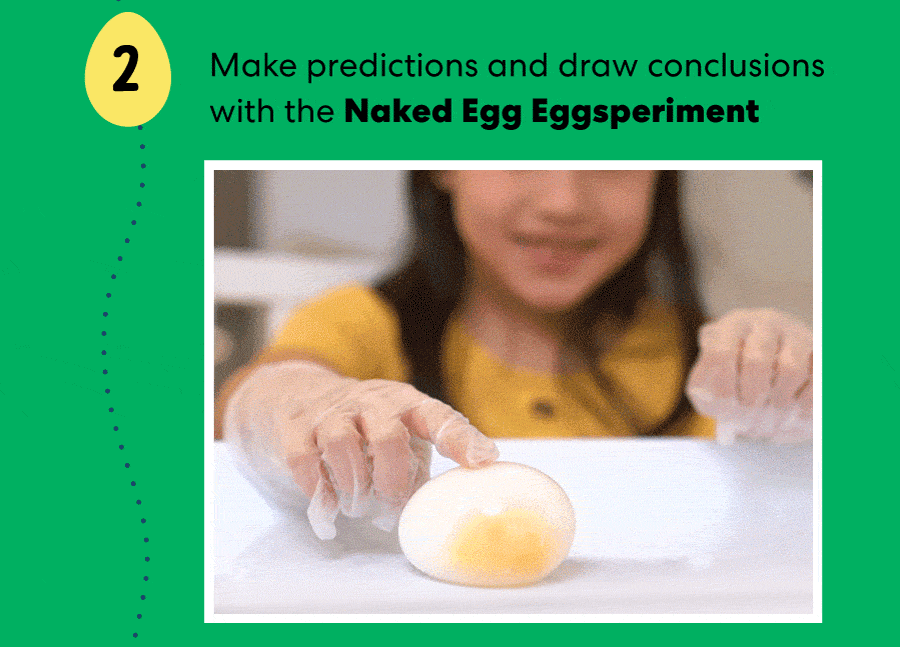 Make predictions and draw conclusions with the Naked Egg Eggsperiment