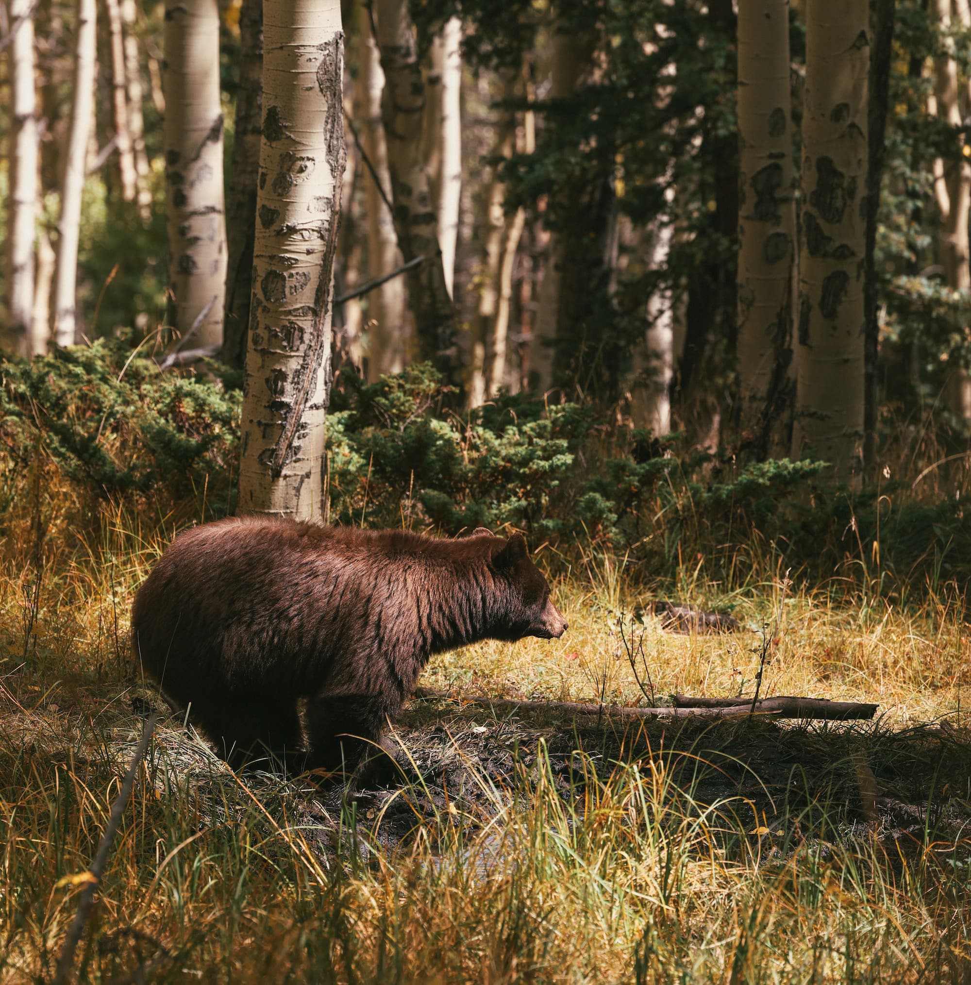 Bear Season