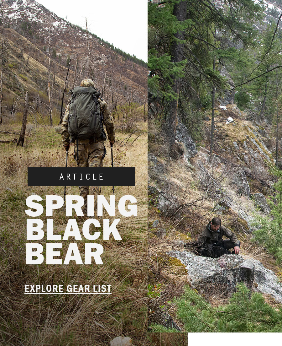 Spring Black Bear