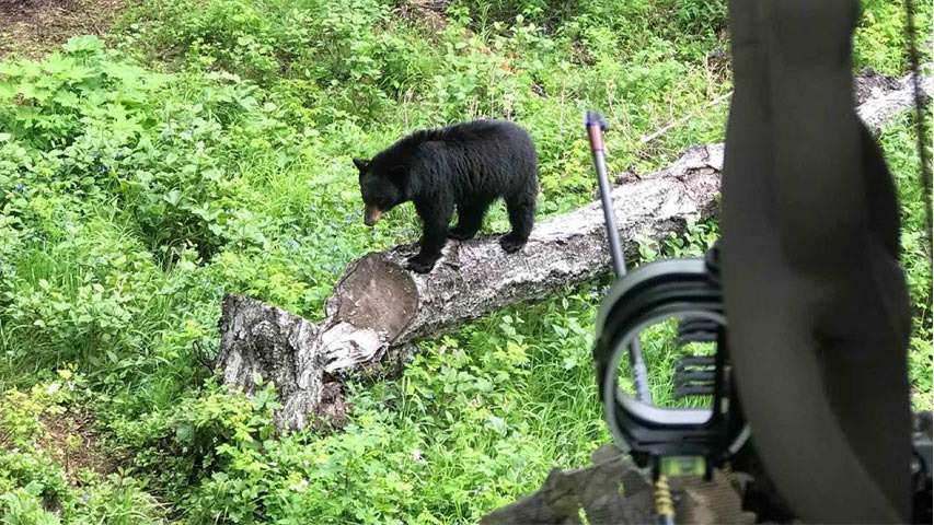 Spring Black Bear