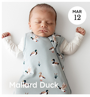 Mallard Duck