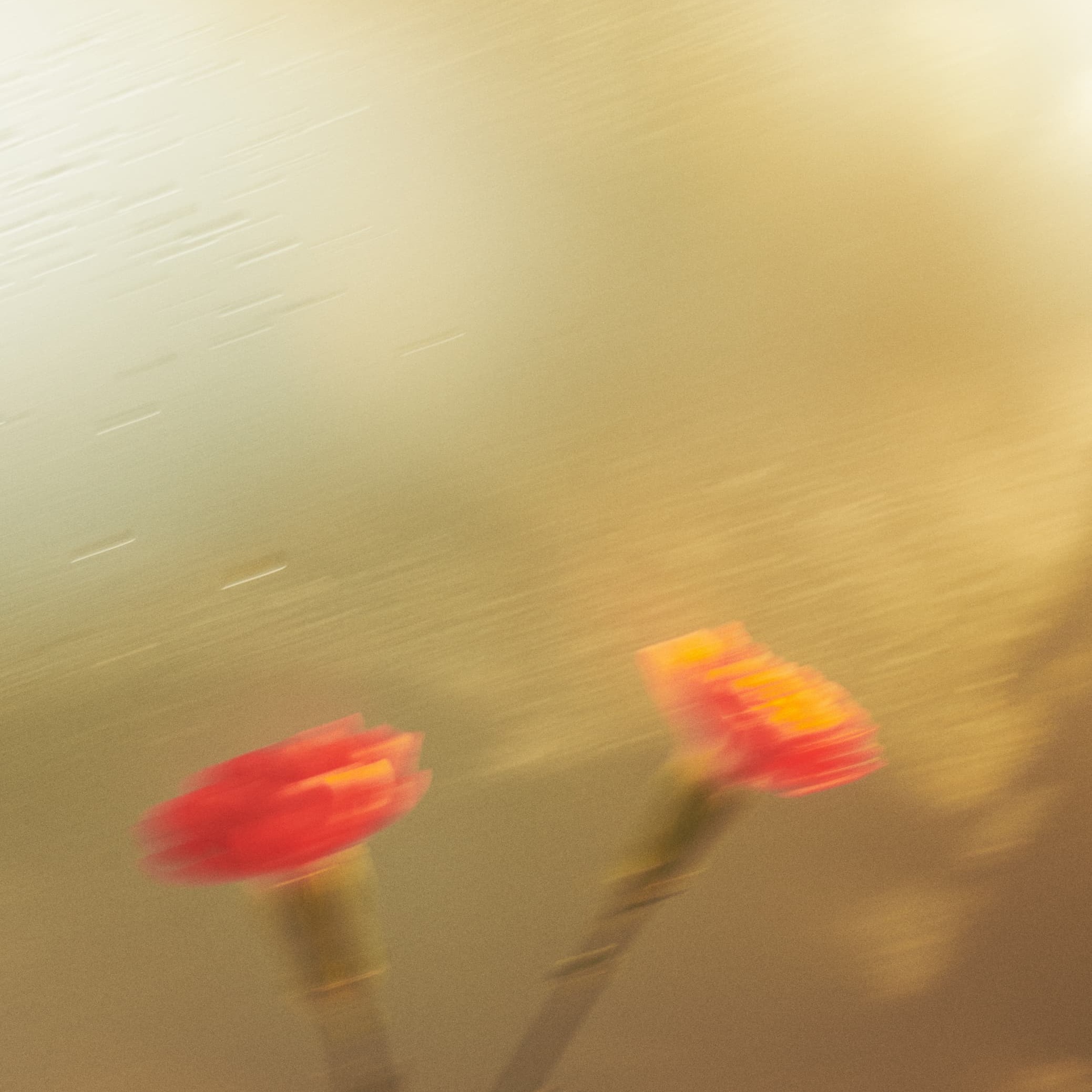 Image3_Flower