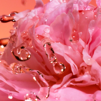 VELVETY ROSE