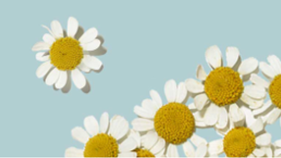 Feverfew