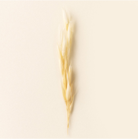 Image of an oat sprig on an oat beige background.