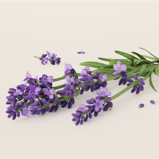 Image of Lavender.