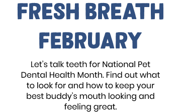 Fresh breath February. Let’s talk teeth for National Pet Dental Health Month. Find out what to look for and how to keep your best buddy’s mouth looking and feeling great.