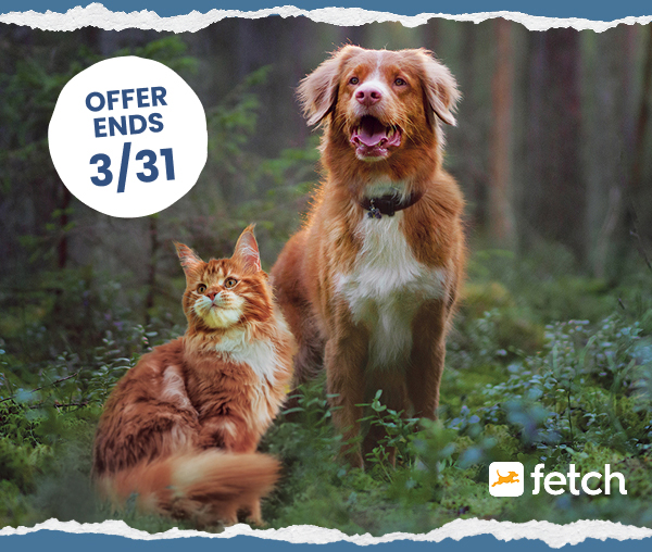 A cheerful orange dog and a curious orange cat are sitting in a lush green forest.