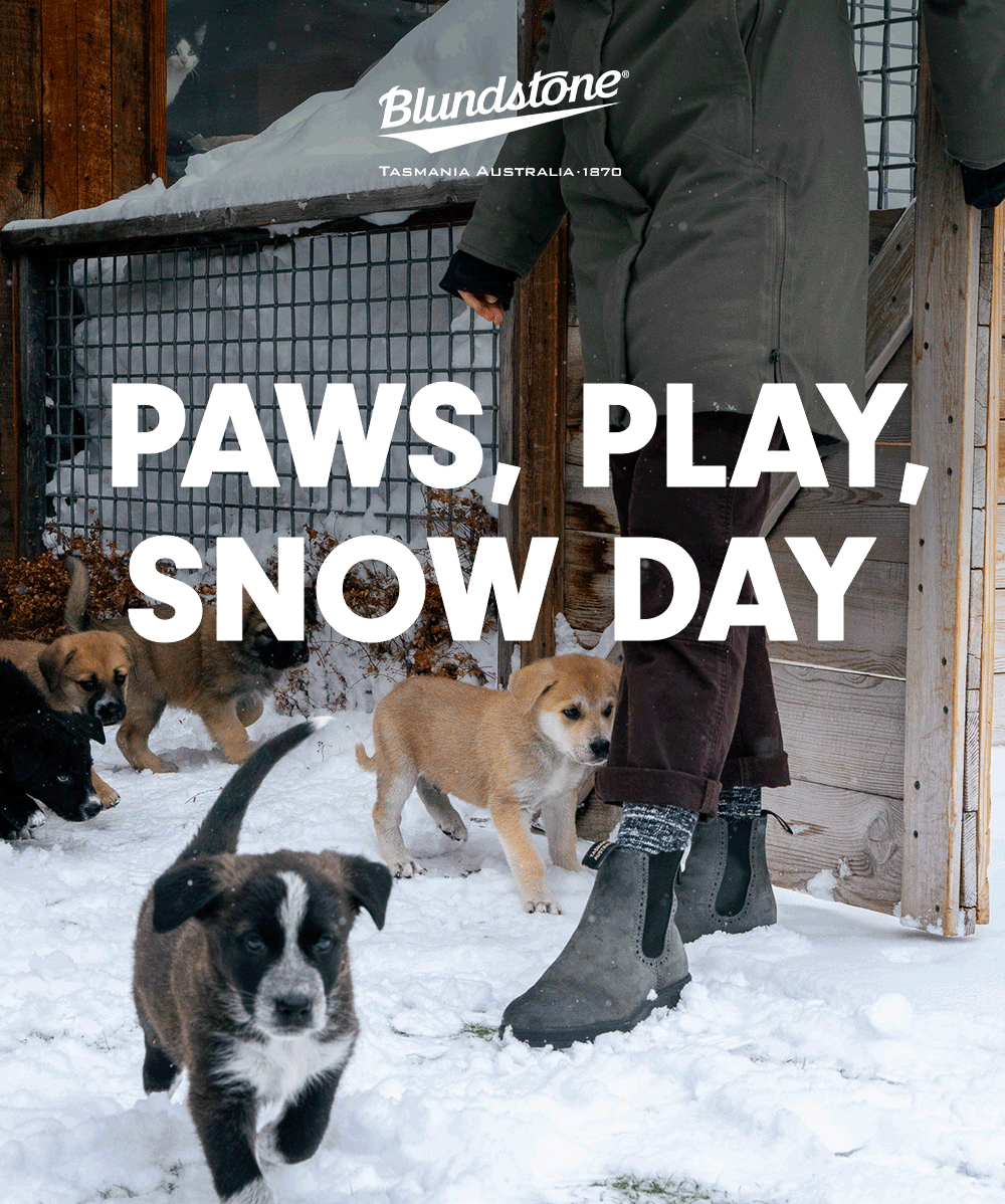 Paws, Play, Snow Day