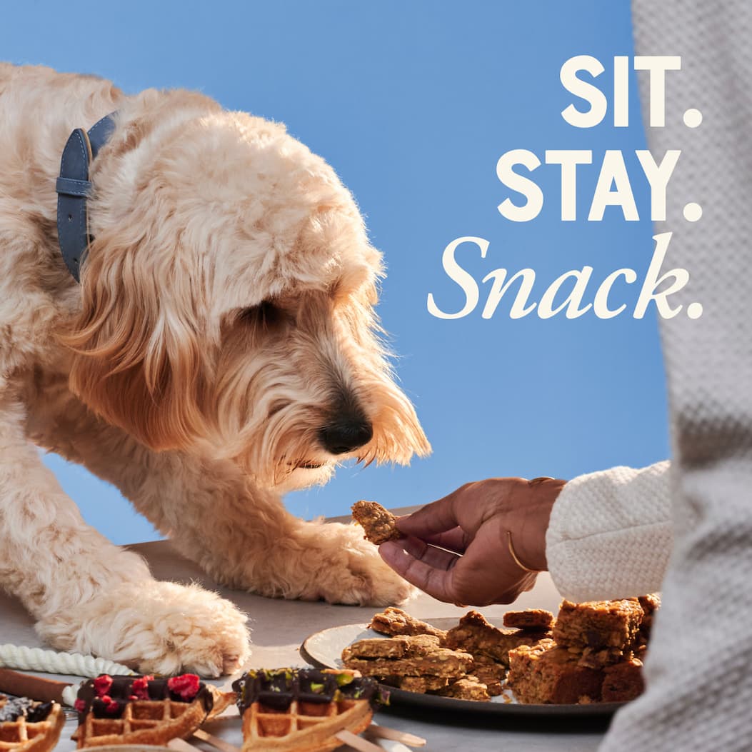 Sit. Stay. Snack. image of dog taking treat from hand