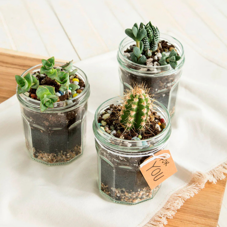 Homemade Terrariums