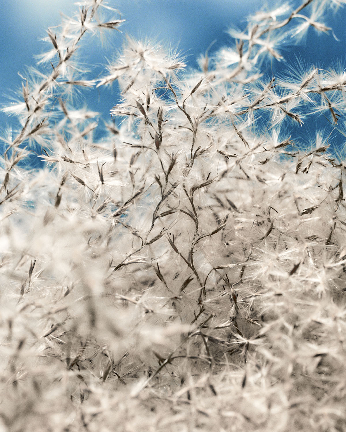 Explore the Spring Selection